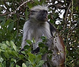 Red colobus monkey